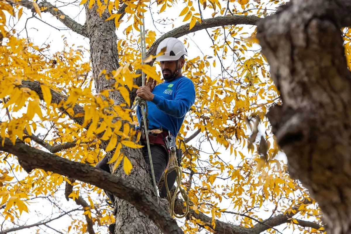 Skilled Tree Pruning crew working in Wellston